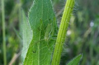 /album/nahlikova-senica-3-miesto-/detail-i-jpg/